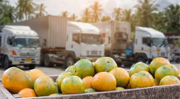 fruit-export-business1--1-
