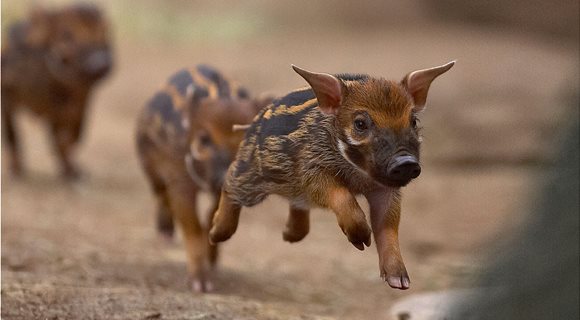 hero_wild_swine_animals