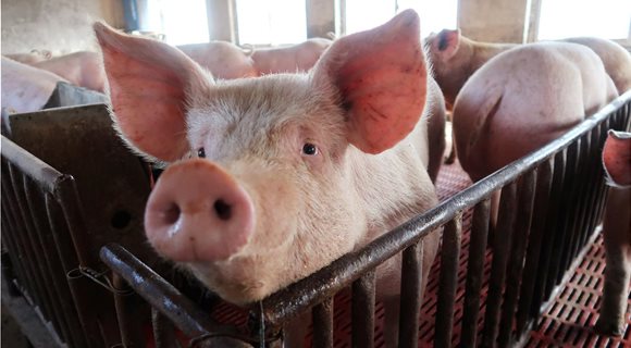pigfarm