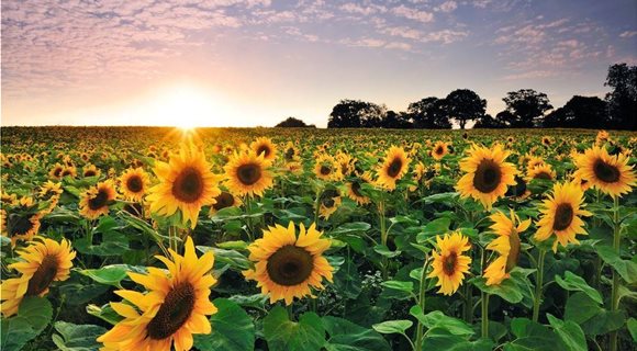 sunflower-at-sunset-royalty-free-image-1571951893