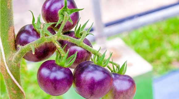tomato-purple