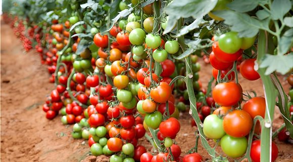 tomatoes-exports__2_