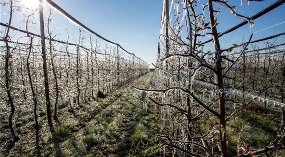 trees-orchard-covered-freezers-spring-fruit-buds-ice-modern-plant-protection-frost-spraying-217038111