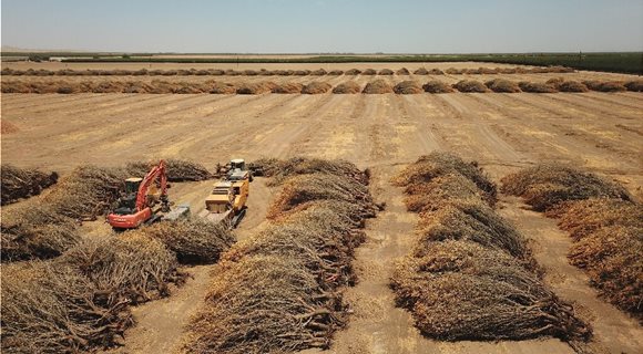 uprooted-almond-trees