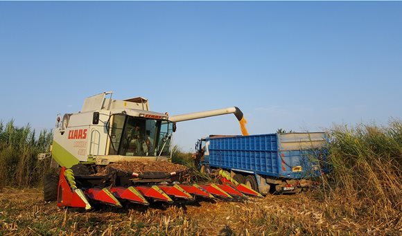 sygomidi_kalampoki_4