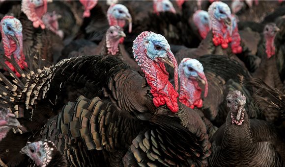turkey-farm-bird-flu