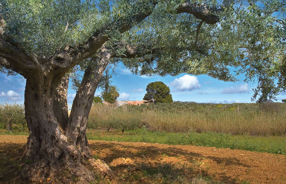 Στο αγουρέλαιο στοχεύουν οι νέες επενδύσεις στον παραδοσιακό ελαιώνα - Vimarsana News
