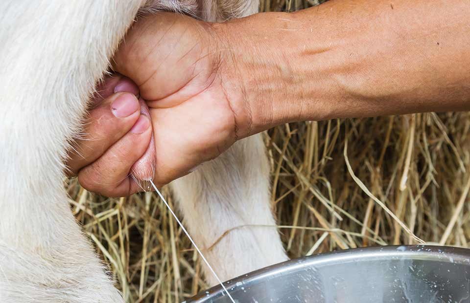 Συμβόλαια φέτας από 6 ευρώ και πάνω φέρνει η νέα εξίσωση της αγοράς - Vimarsana News