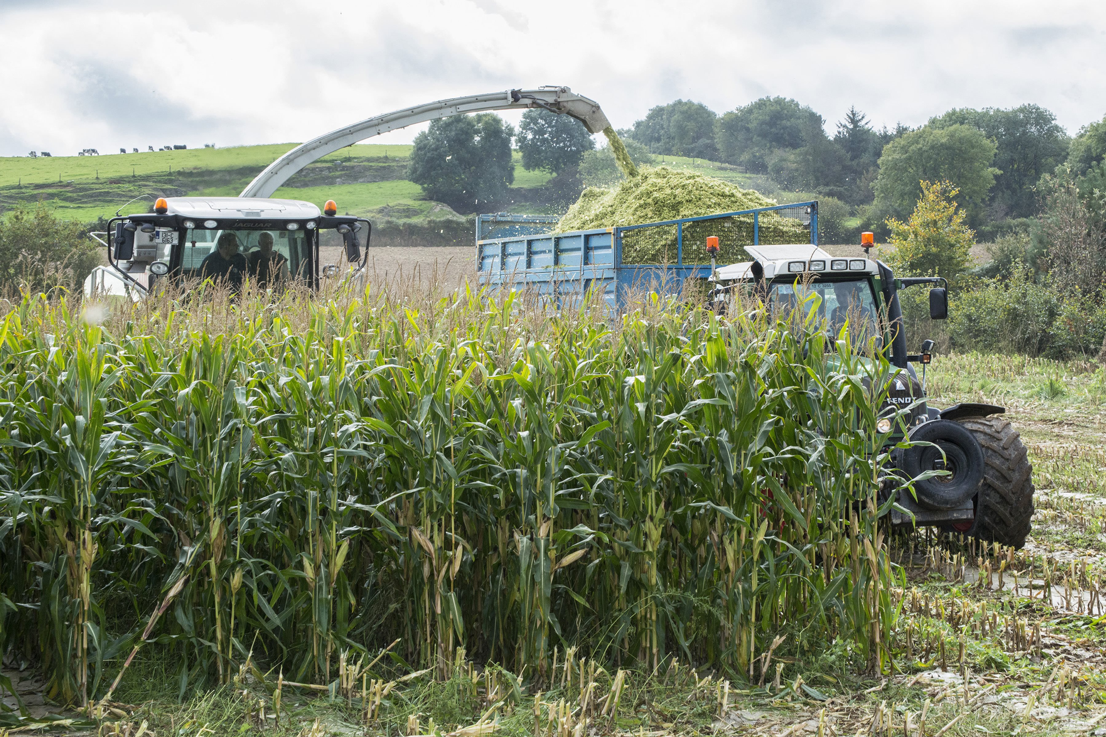 Силос растение. Agritech силос. Силосование кукурузы. Кукуруза на силос. Силос кукурузный брикетирование.