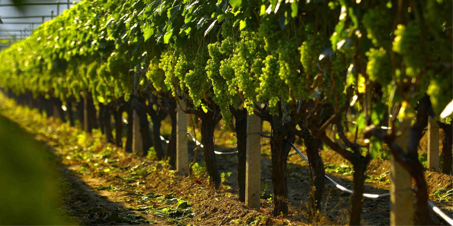 Виноград в больших количествах. Алазанская Долина виноградники. Виноградная лоза плантации. Грузия двор виноградники. Виноградники в Вене.