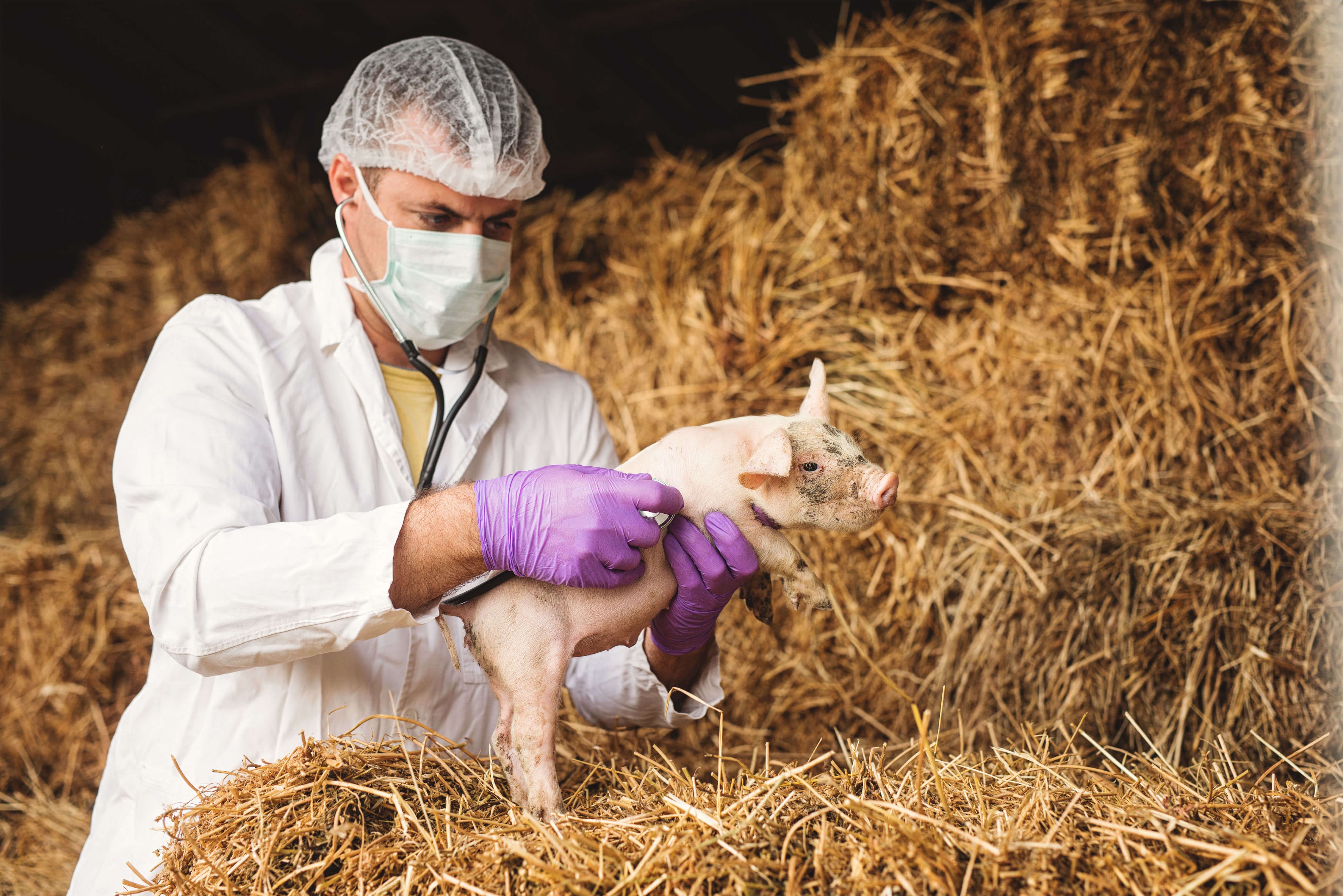 Ветеринарный врач в сельском хозяйстве