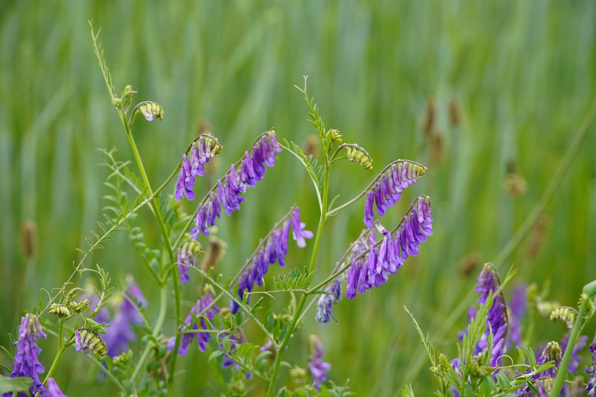 Vicia biennis. Бобовые сидераты. Боб Вика растение. Бобовые сидераты фото.