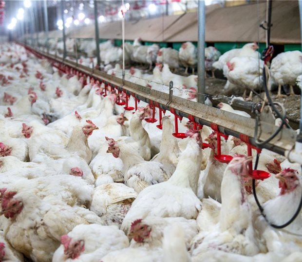 poultry