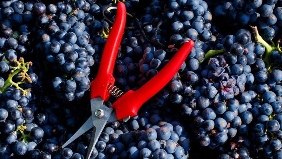 come-vendemmiare-1140x530-1-1024x530