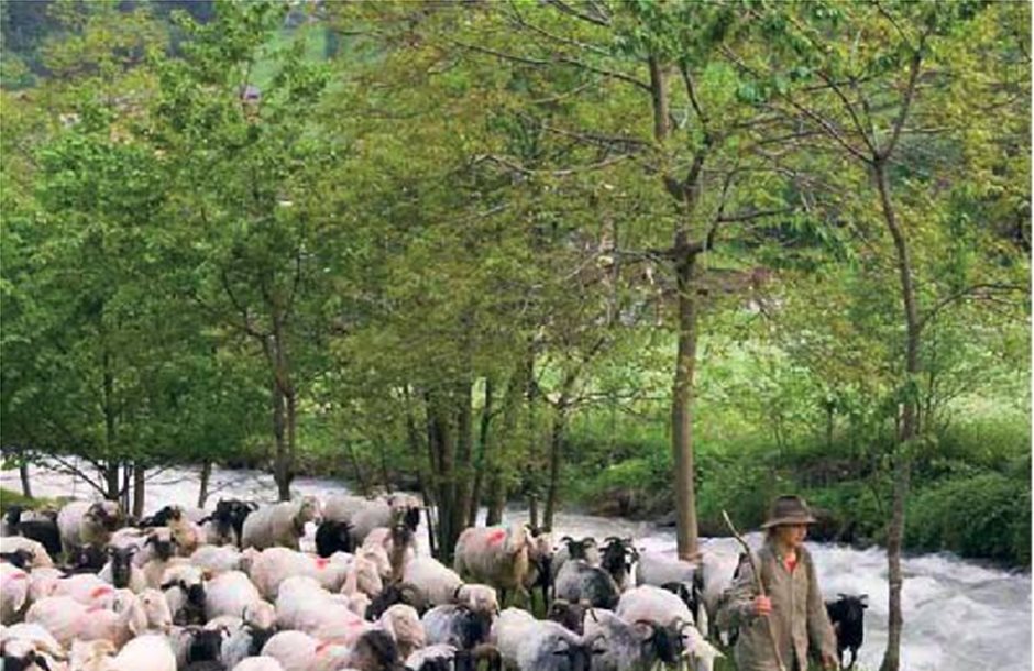 Στους 4 μήνες οι μετακινούμενοι κτηνοτρόφοι στα ορεινά Ιωαννίνων, Πελοποννήσου και Άρτας
