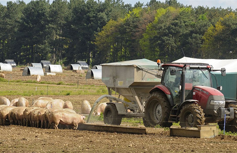 050618-free-range-pig-farming-c-FLPA-REX-Shutterstock-rexfeatures_3299782a