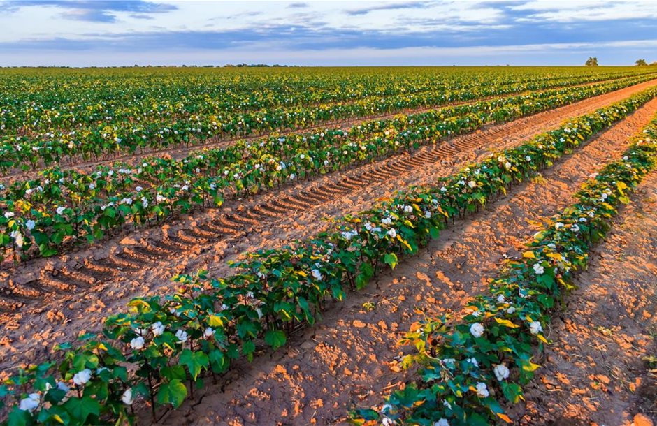 1200-503285333-cotton-plants-in-field