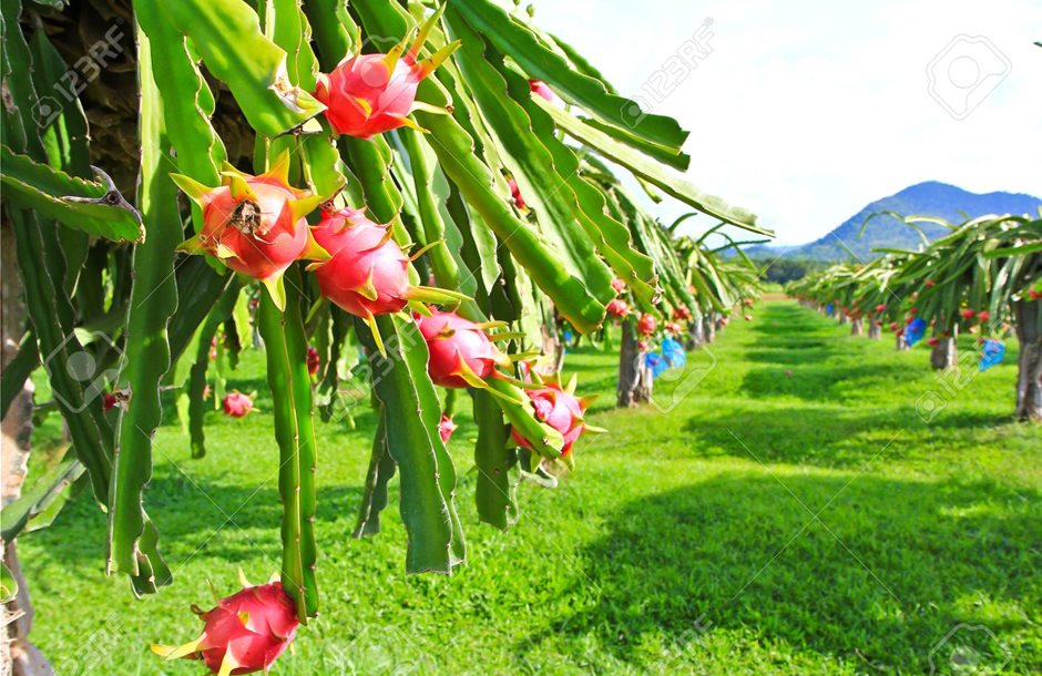 14885103-dragon-fruit-in-garden