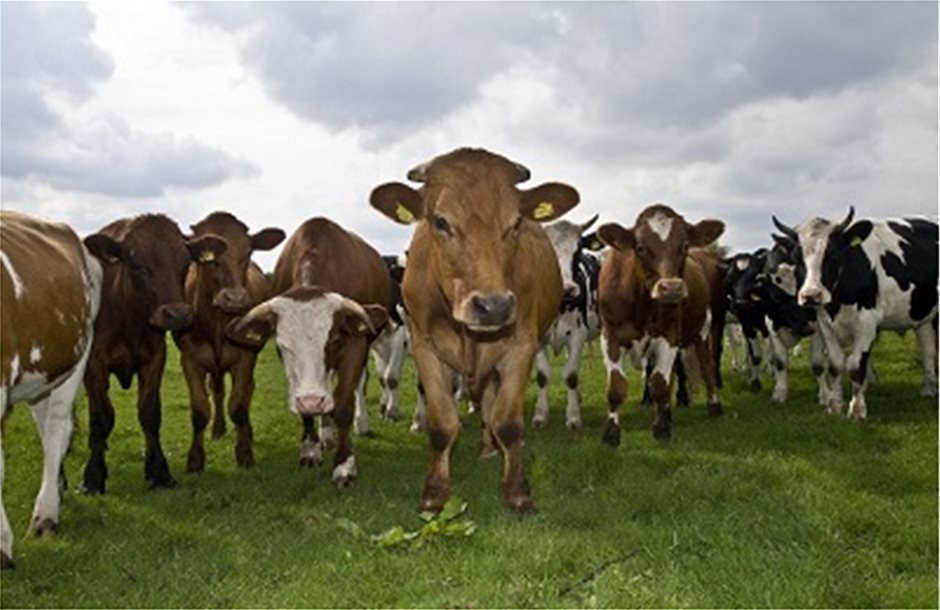 Χαμηλή η επίπτωση των «τρελών αγελάδων» στην ΕΕ