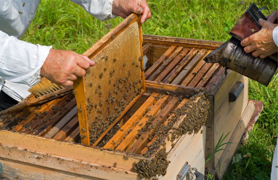 Άμεση αποστολή δικαιολογητικών για την ενίσχυση των μελισσοκόμων ζητά η Δυτική Μακεδονία