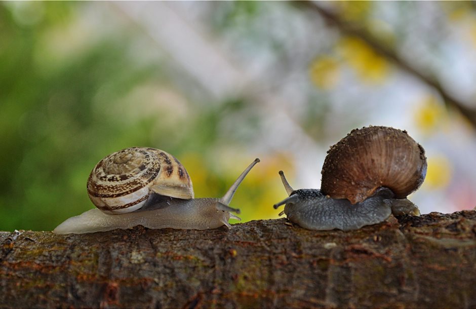 2-snail-facing-each-other-183333-scaled