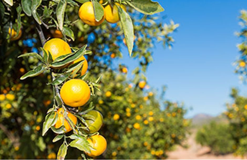 Αυξημένη ζήτηση για ελληνικά πορτοκάλια δείχνει η Ευρώπη 
