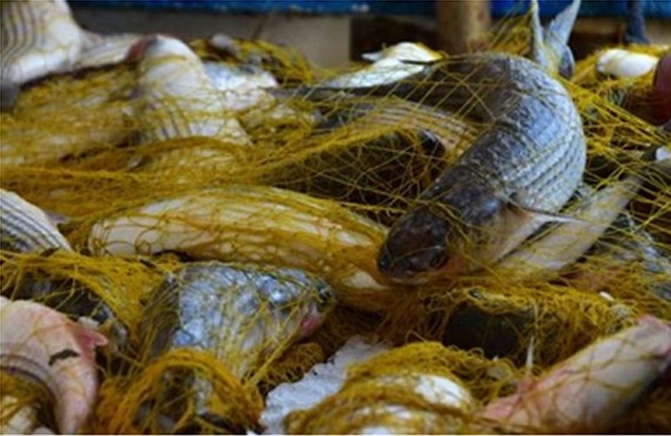 Τα ψάρια της Μεσογείου απειλούνται από την υπεραλίευση