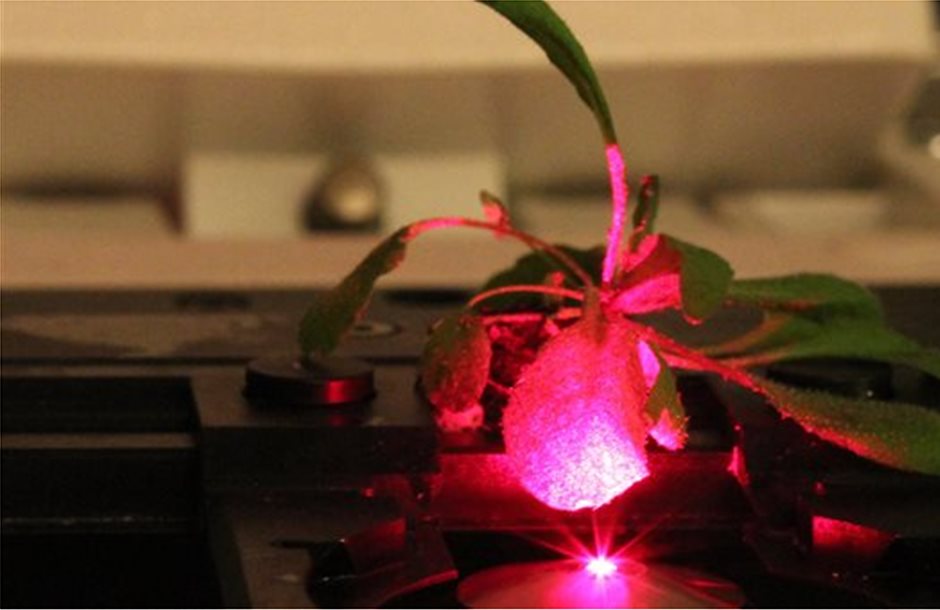 Τα πρώτα βιονικά φυτά με νανοσωματίδια για τούρμπο φωτοσύνθεση