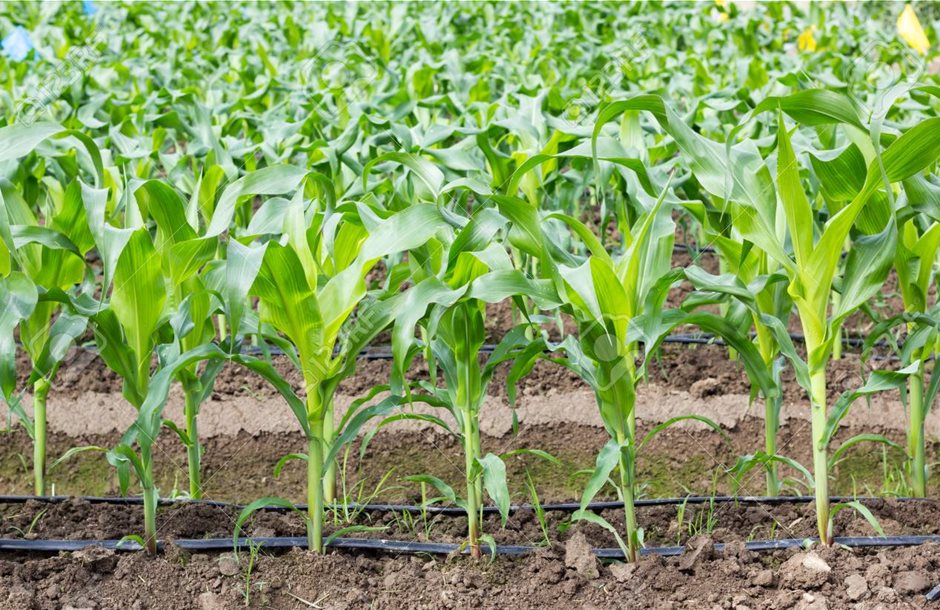 70011690-young-corn-field-with-drip-irrigation-system-in-farm