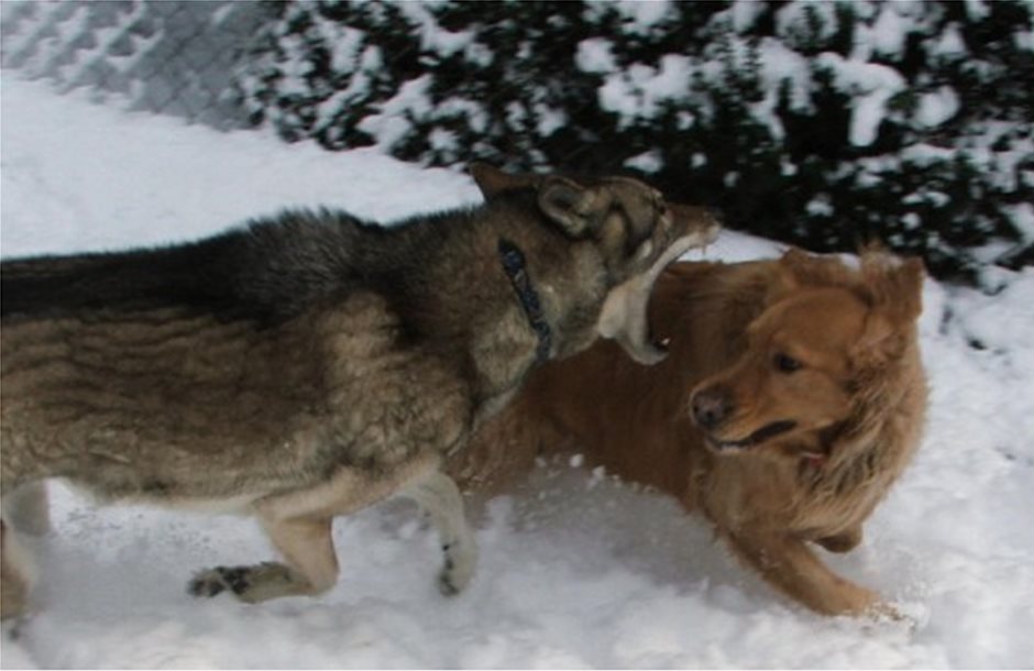 Αυξημένες επιθέσεις λύκων σε κυνηγόσκυλα στον Έβρο