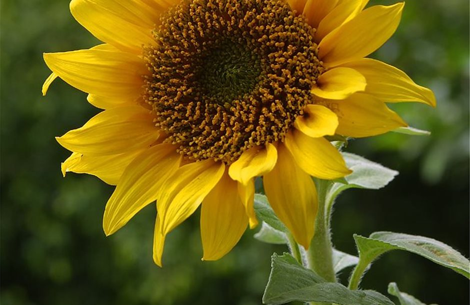 A_sunflower