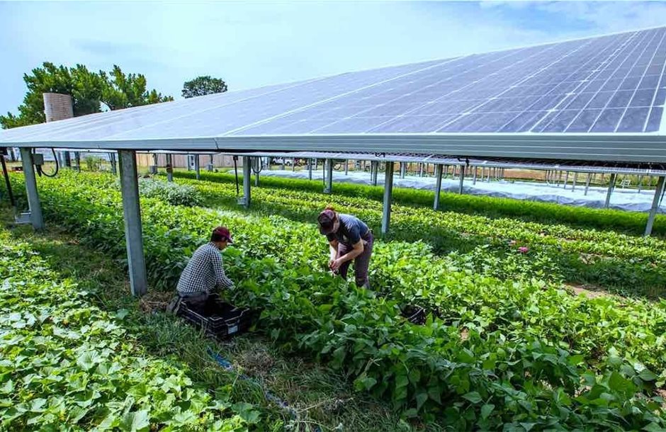 Agrivoltaic-Jacks-Solar-Farm-Photo-by-Werner-Slocum-NREL-2