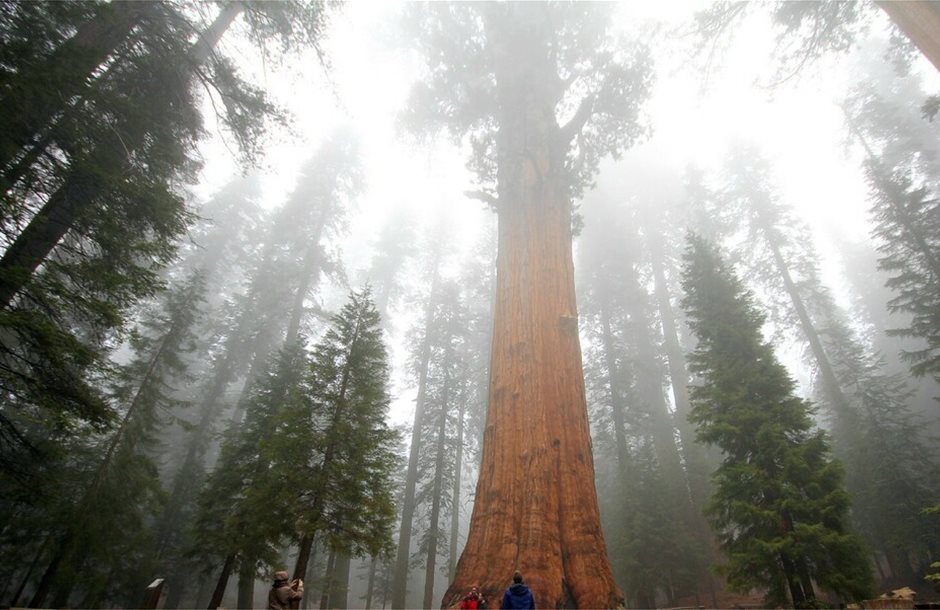 General-Sherman-Sequoia-National-Park-California_