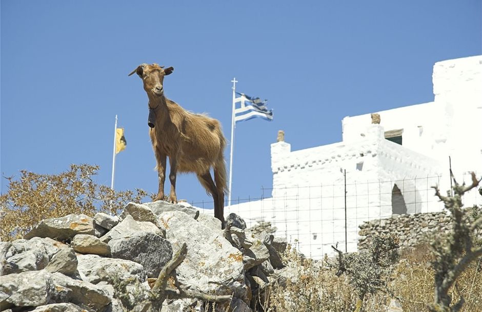 Greece-goat-amorgos-cute-island-credit-Zde-cc-by-sa-4_0