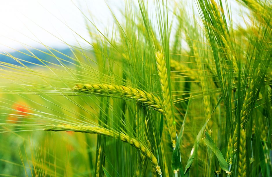 Green-Wheat-1920x1080-1__1_
