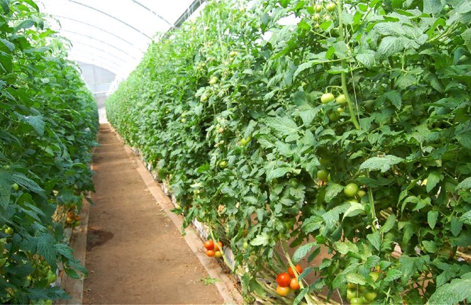Greenhouse-tomatoes-photo-by-MMW-staff-FEATURE