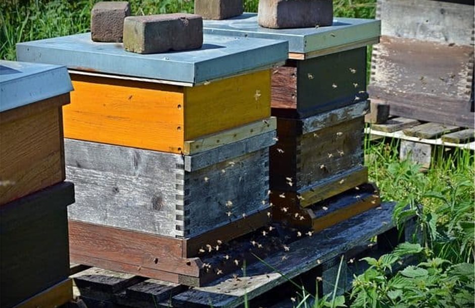 How-to-start-a-beehive