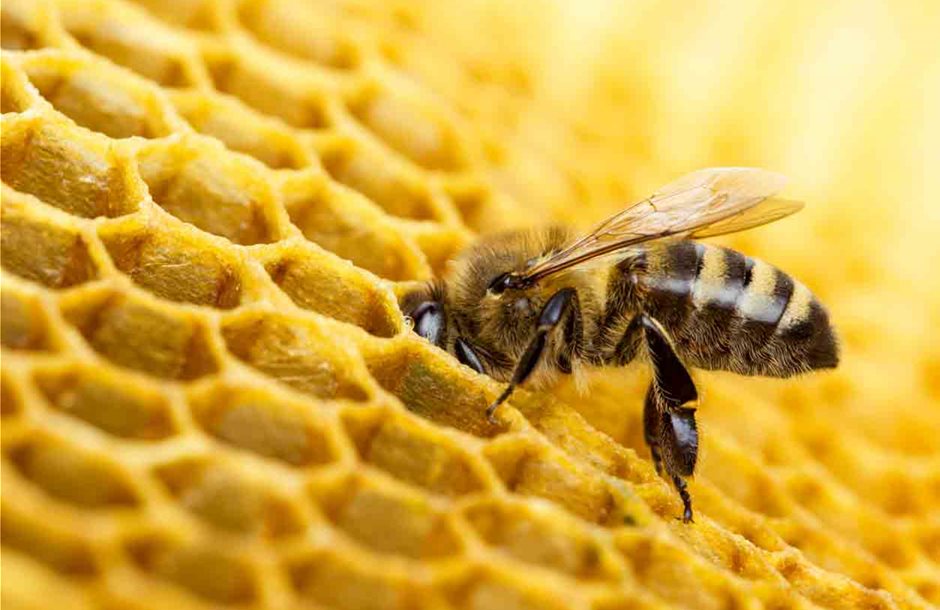 Icko-Cerea-private-equity-buyout-France-bees