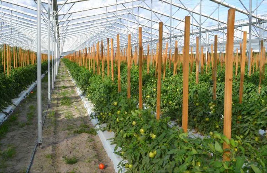 Lipman_greenhouse_tomatoes
