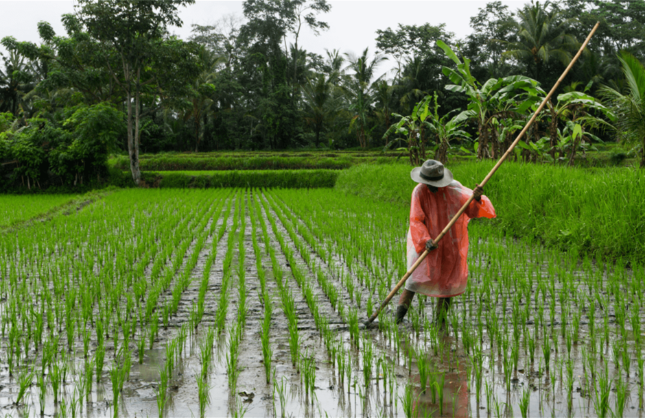 New-report-lays-out-roadmap-to-achieve-sustainable-rice-production_i1140