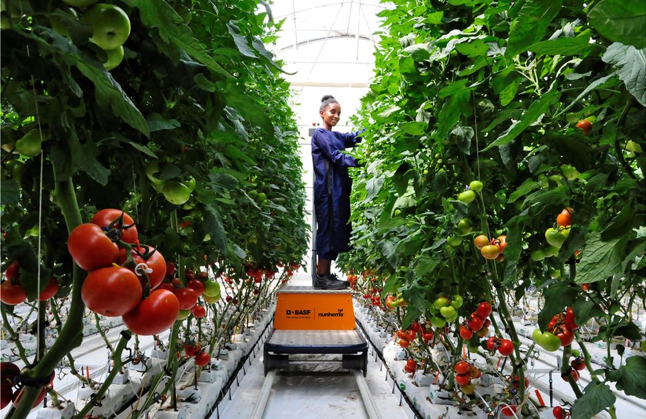 P234e_High-tech_tomato_greenhouse_Ethiopia