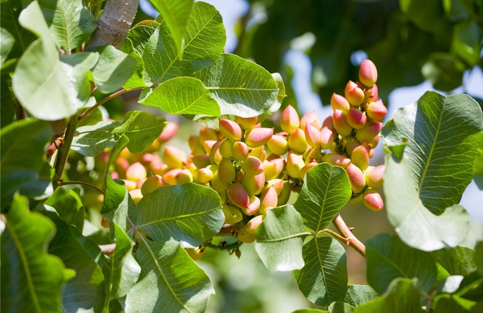 Pistachio-Nut-Tree1