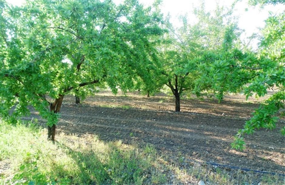 Planting-Almond-Trees