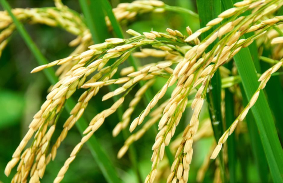 Rice-agr_2