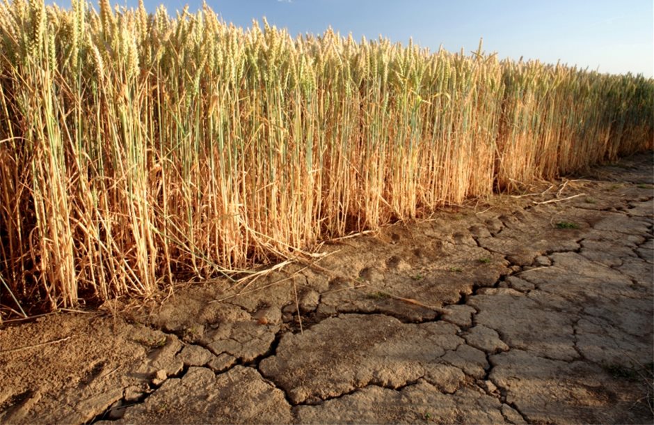 Wheat-drought_AdobeStock_24231357_E