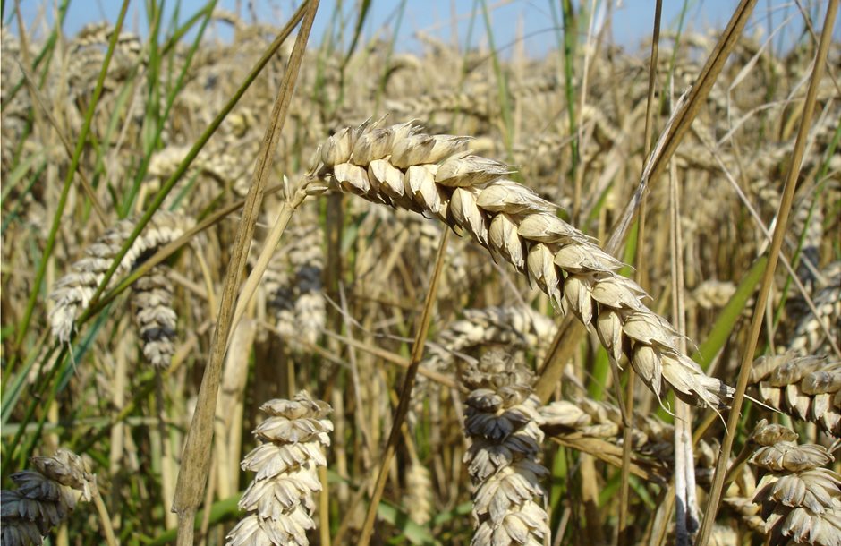 Wheat_close-up