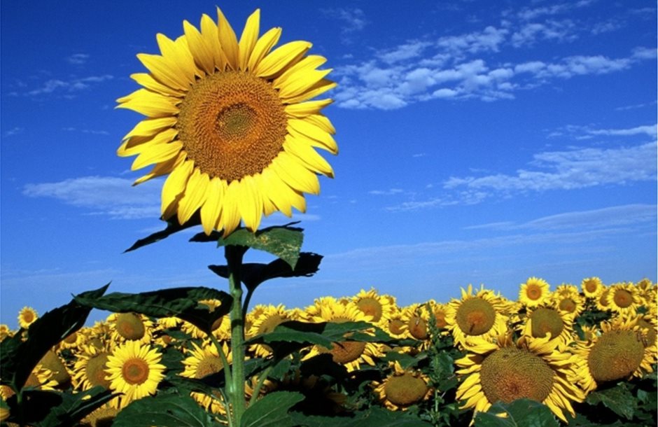 20140310145457_Big-sunflower-in-sunflowers-field1