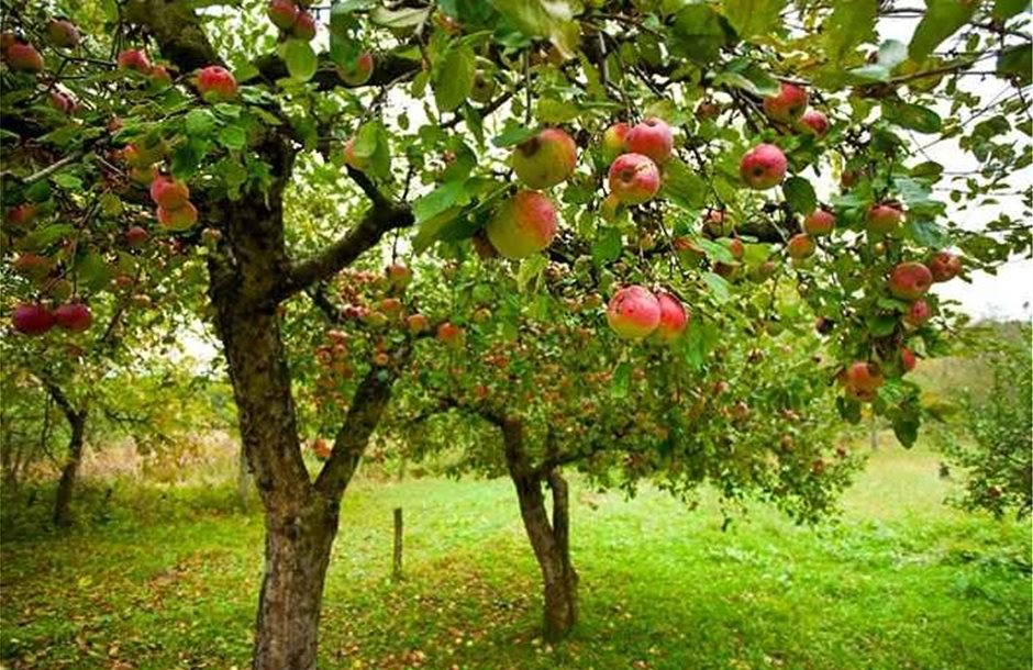 4_-Growing-Apples-in-Home-Garden-Small-Apple-Home-Orchard