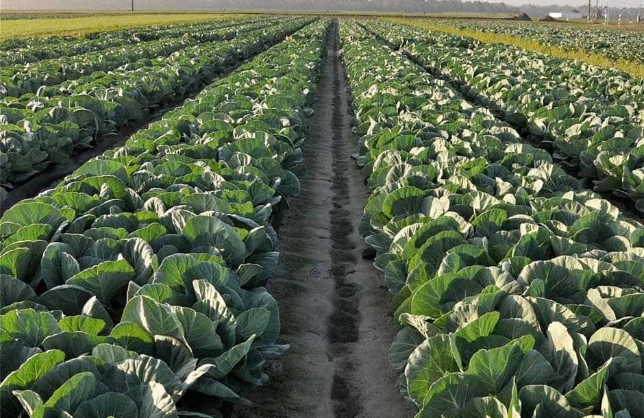 62_-Planting-Cabbage-Brassica-oleracea-var_-capitata-Cabbage-crop-In-Florida