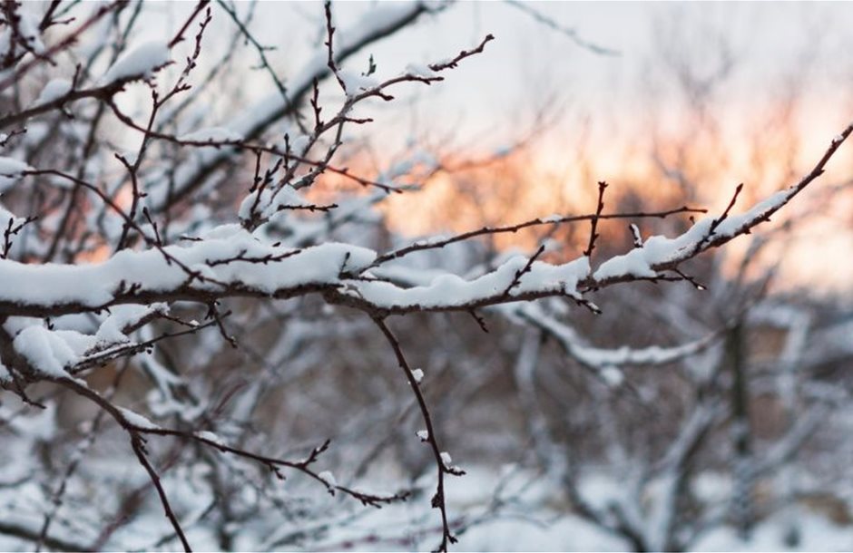 EXTREME-COLD-SNOW-TREE-BRANCH-1024x504